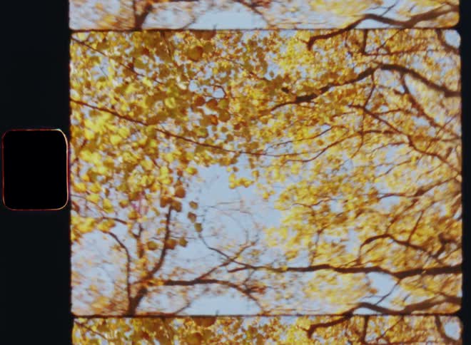 Looking up into the autumn canopy of a beech and oak forest and spinning around as the fall season turns the leaves brown yellow and orange against the blue sky