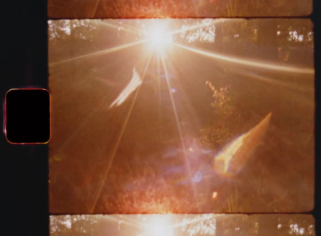 Sun shines brightly through trees in forest as the ground is covered in high grass and many old large trees grow and stand in the peaceful atmosphere of a cold and foggy fall morning with bright vintage lens flare