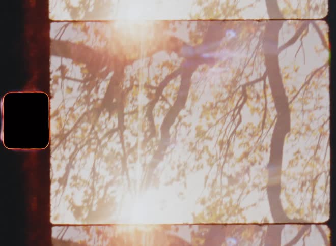Bright sunlight shines through the tops of trees covered in brown fall leaves as the canopy is getting lighter since the foliage is falling down in autumn season