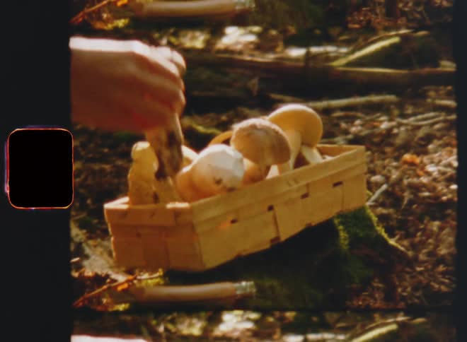 Woman collecting mushrooms in a small wooden woven basket standing on the forest ground among fallen leaves and autumn foliage in the forest caught on vintage Super 8 film