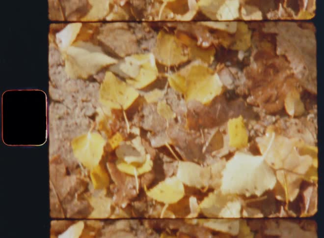 Many colorful fall leaves scattered on the ground covering the gravel road or street during autumn time as the warm sun shines into the forest