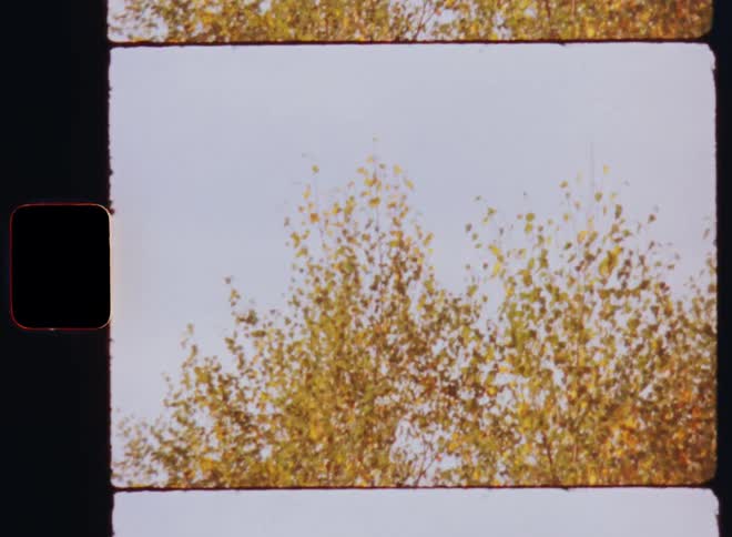 Birch branches full of fall foliage wave and move in the breeze under a blue sky in fall or autumn season on retro Super 8 film with nostalgic vibe