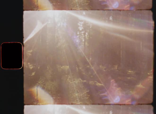 The sun is glaring through the forest shining in between the tree trunks of the conifer and pine trees causing bright lens flares on vintage Super 8 film