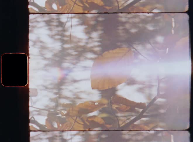 Close-up of sun shining through fall leaves on a beech tree with dynamic camera movement and bright lens flare with flickering light on old film stock