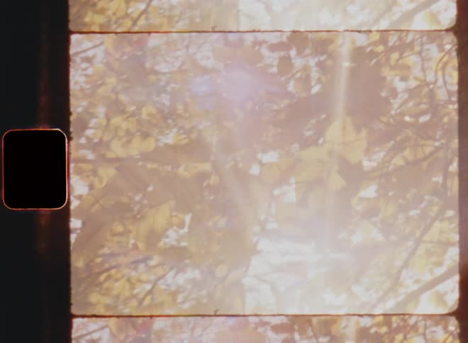 Bright sun shines and glares through beech tree with brown and orange fall foliage as the light creates lens flares while the camera moves sideways