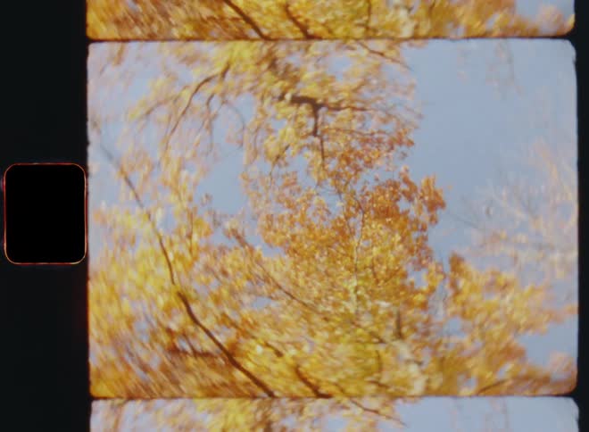 POV shot looking up into the canopy of an autumn forest and spinning around as the trees have turned to a reddish orange color and sun shines onto the fall foliage in front of the blue sky