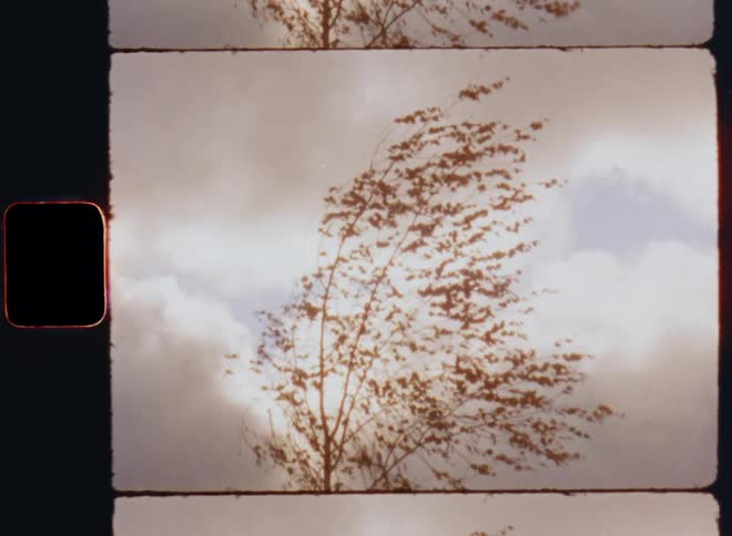 Silhouette of the treetop of a birch tree blowing and moving back and forth in the wind of a storm or tempest against a cloudy sky as symbol for the power of the elements and Mother Nature