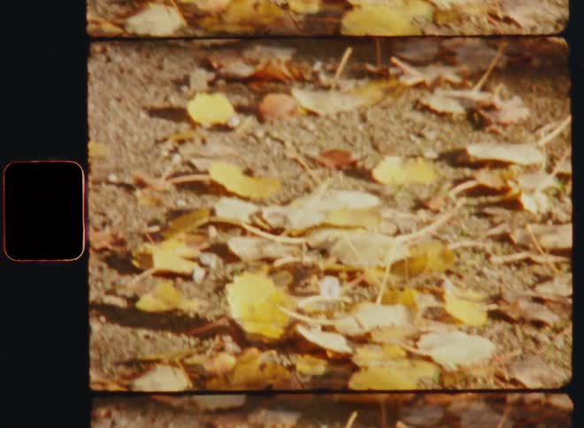 An up close view of colored fall leaves laying on the ground on a gravel path or road as the sun shines on a sunny autumn day on Super-8 film