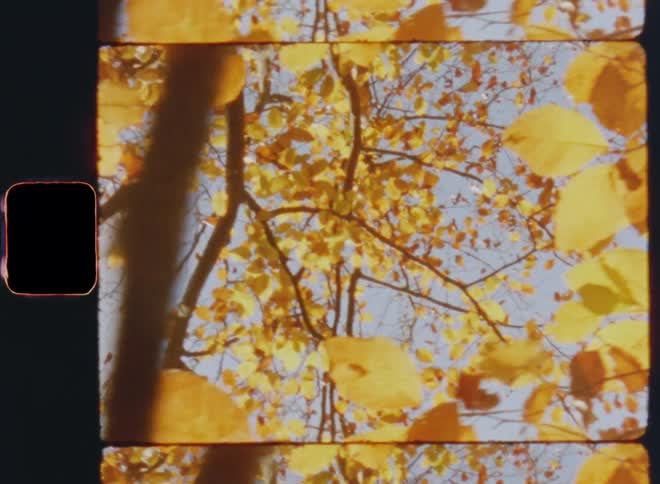 Upward view looking into the canopy of beech trees in front of blue sky as the sun illuminates the yellow and orange autumn foliage and the leaves sway or move in the breeze causing melancholic fall vibes