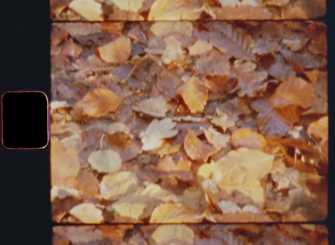 Wet fallen leaves sit in a shallow puddle of water covering the ground of the forest on a dark and rainy autumn day as fall is coming to an end and winter approaches