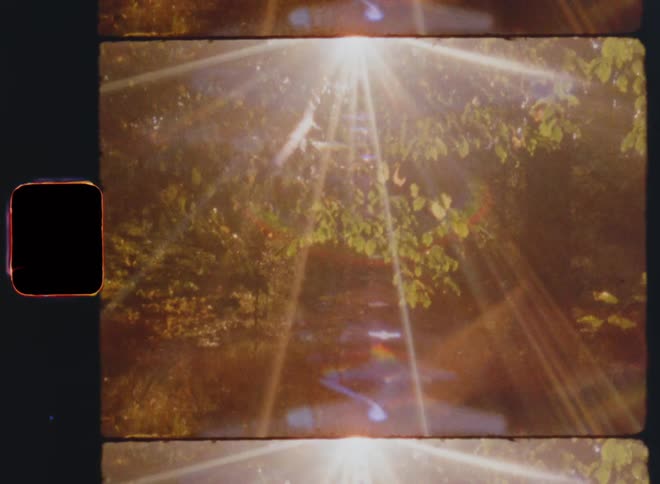 Bright rays of sunlight shine brightly through green leaves of branches trees in the woods or forest causing lens flare and flickering light from above