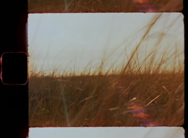 Moving through tall golden grass that moves or sways in the coastal wind or breeze while the vegetation spreads across the grassy field under bright sky with warm flaring sunshine