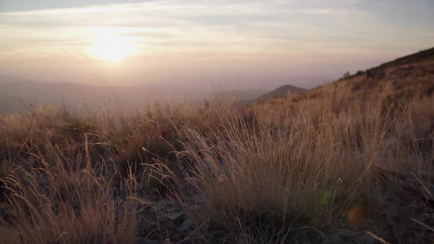 Tall grasses blow in the breeze at sunset