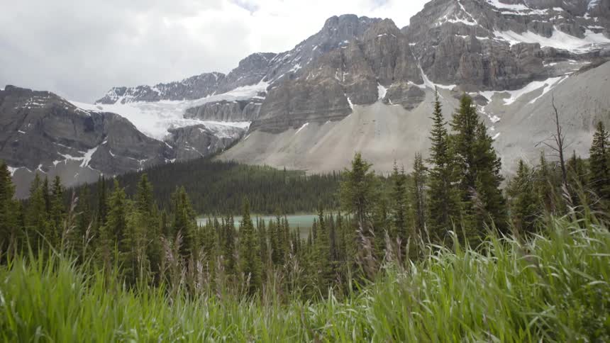 Grasses swaying in the breeze in a mountain valley