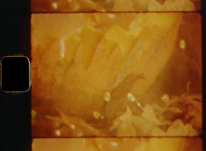 Handheld 8mm film close-up of the angry and creepy mouth of an evil Jack O'Lantern made of a carved orange squash sitting on the ground underneath an oak tree surrounded by dead leaves and smoke of the burning fire inside the Halloween pumpkin