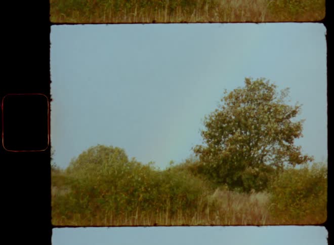 A rainbow in a blue sky behind trees and bushes with green leaves that move or sway in the wind or breeze on a sunny day on retro film