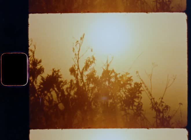 The bright morning sun rises and shines onto the leaves of the branches of a tree or bush growing in a foggy field on a misty autumn morning with warm golden sunlight