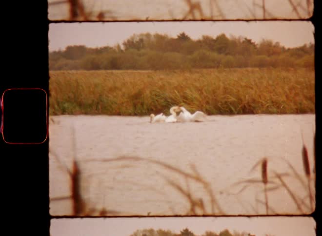 Two male swans are fighting over a female during rutting season in a pond as a symbol of love in the animal kingdom on Super-8 mm film
