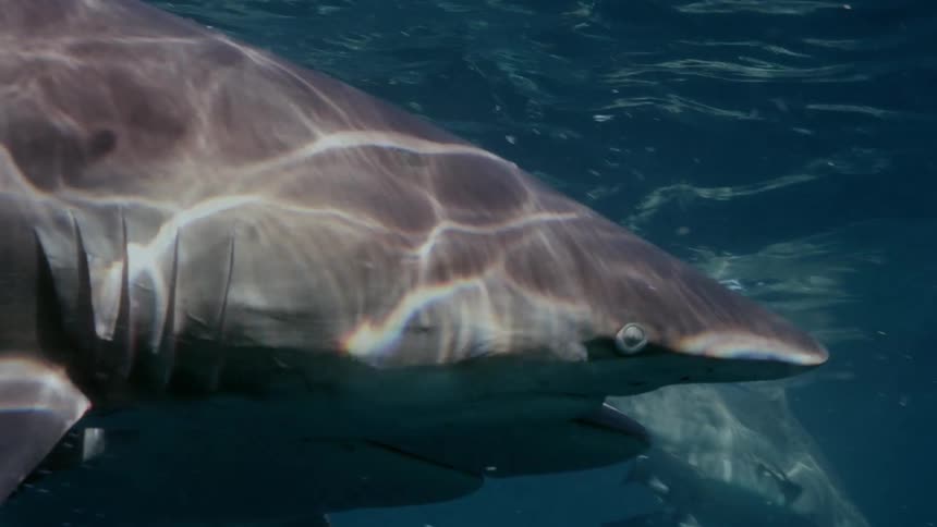 The shark is swimming underwater