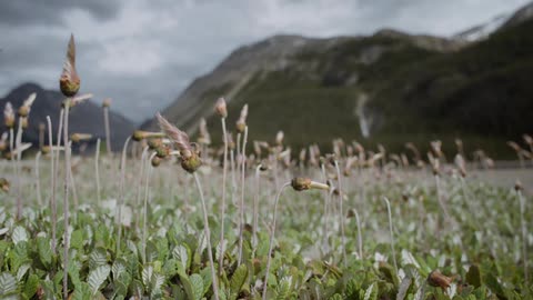 Weeds blowing in the breeze on a cloudy day