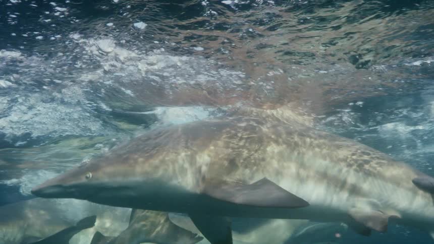 Sharks eating fish at the surface of the ocean
