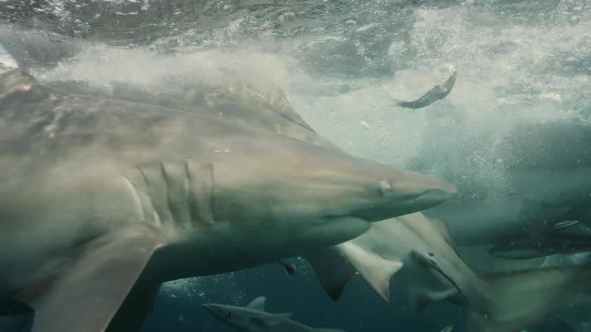 Sharks are swimming in the ocean water together