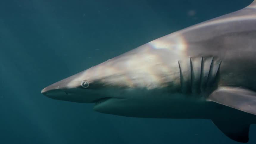 Light from above reflects on a shark as it swims underwater with smaller sharks