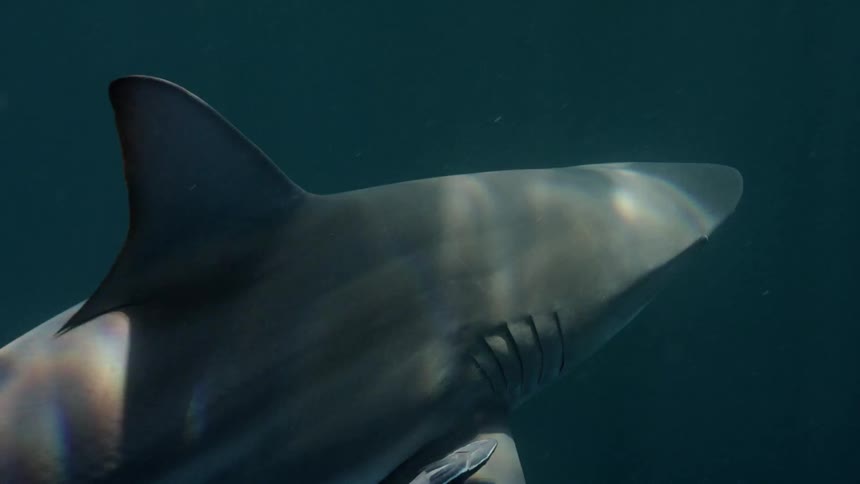 A large shark swims with baby sharks following