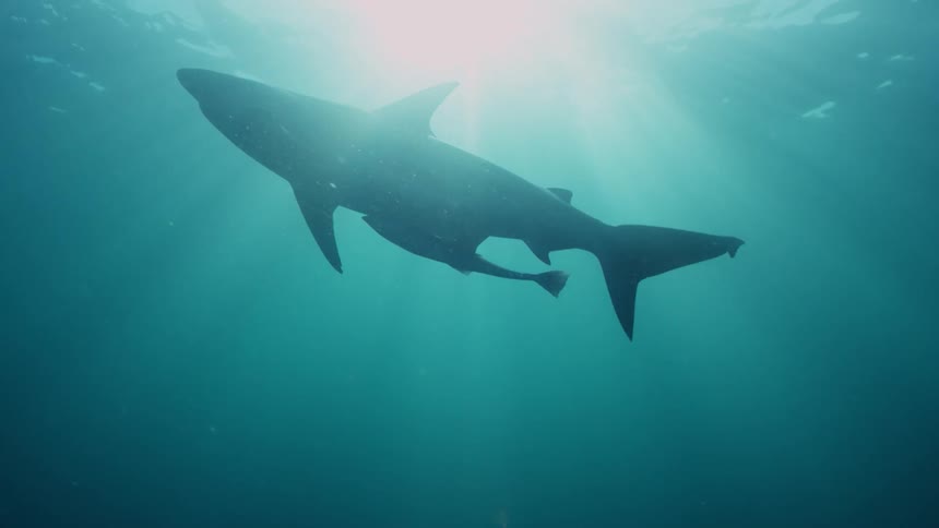 A shark and fish swimming in ocean water on a sunny day