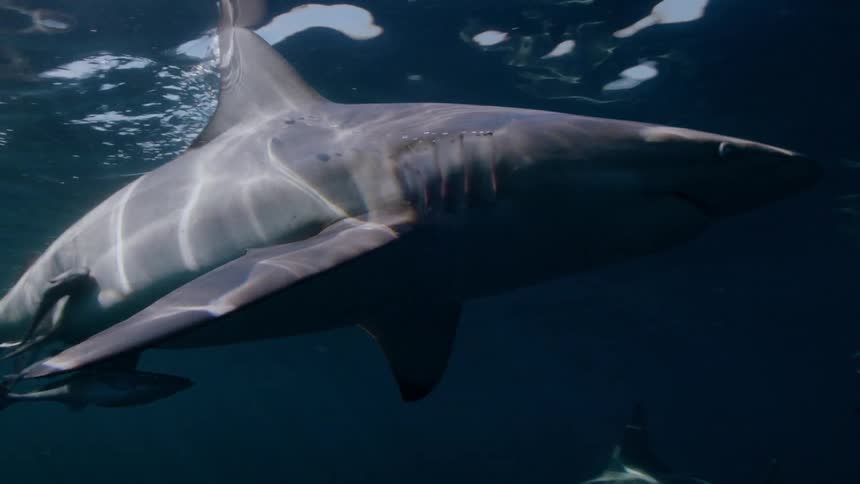 Sharks are swimming in the ocean water