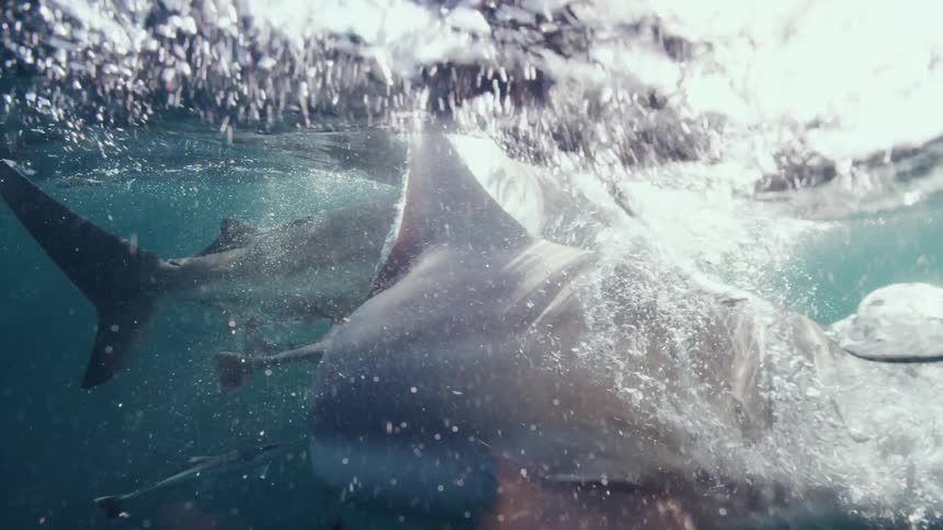 A shark swallows a dead fish near the ocean surface as other sharks and fish swim around