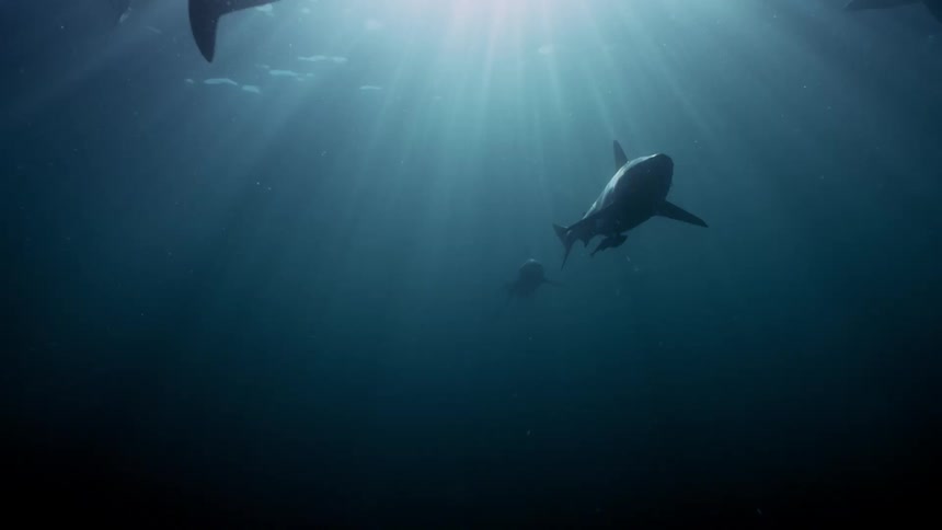 A group of sharks swimming underwater towards camera whith the sun shing behind