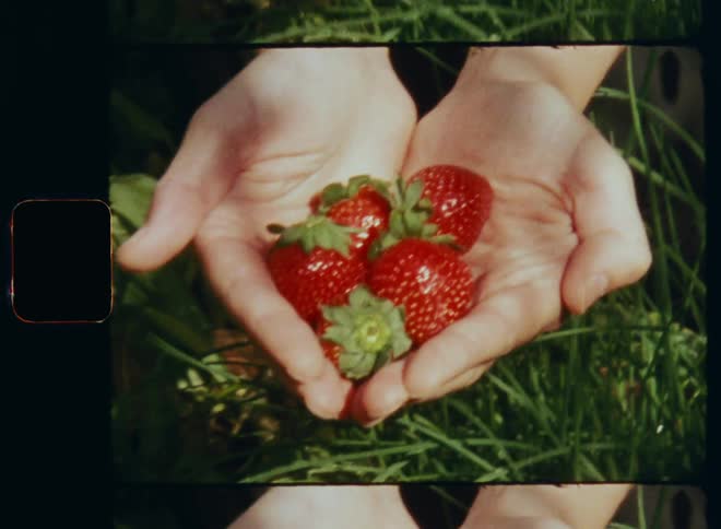 A pair of female hands picks up and holds some fresh and vibrant red strawberries from an organic fruit garden and presents them in a proud way to the vintage Super 8mm camera with nostalgic vibe