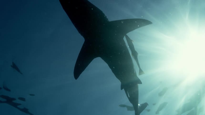 A silhouetted shark and fish swimming overhead on a sunny day