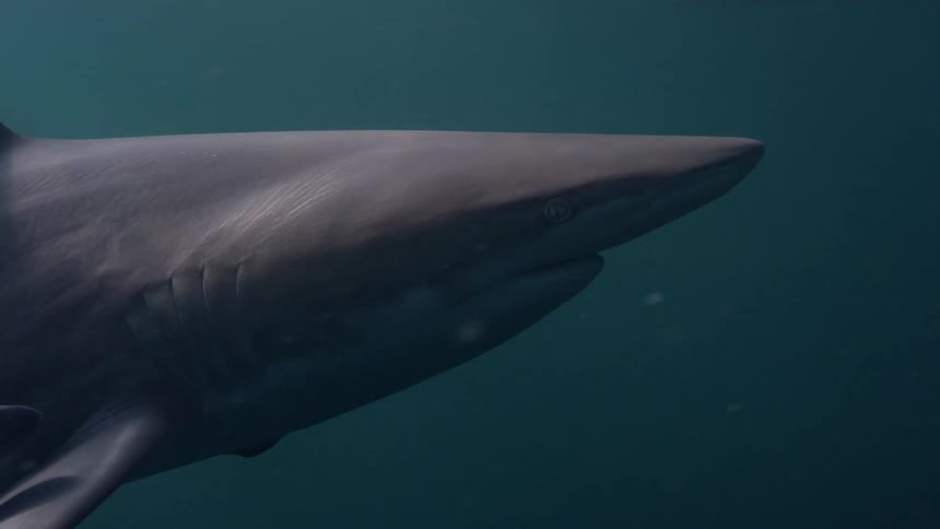 Light from above reflects on a shark as it swims underwater