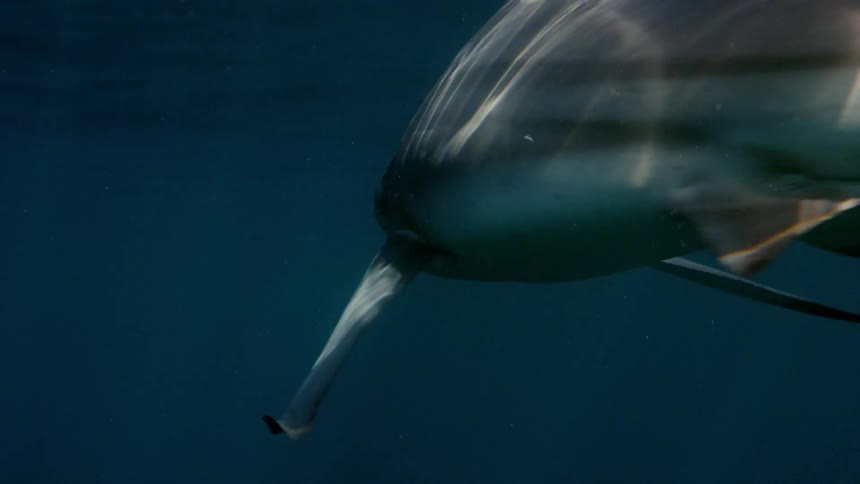 Sharks are swimming as the sunlight shines on them through the water from above