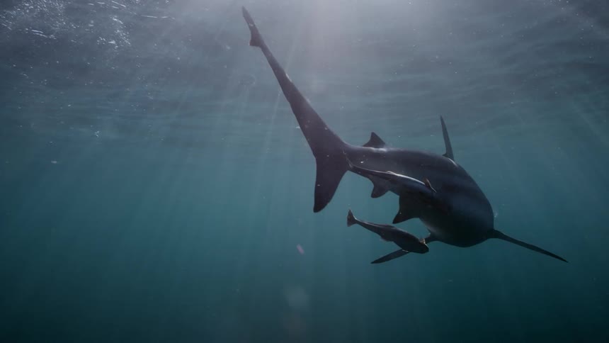 A shark swimming up to the surface to eat and then swimming back down around with smaller fish swimming next to the sharks body