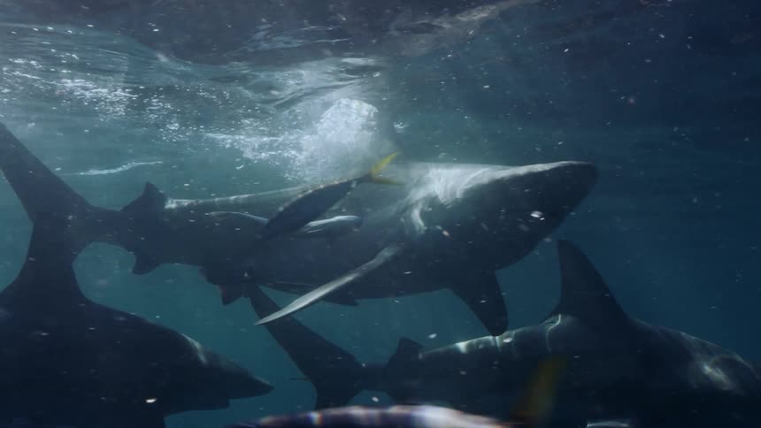 Sharks are swimming near the ocean surface