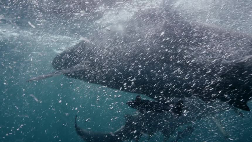 Sharks swimming in ocean water
