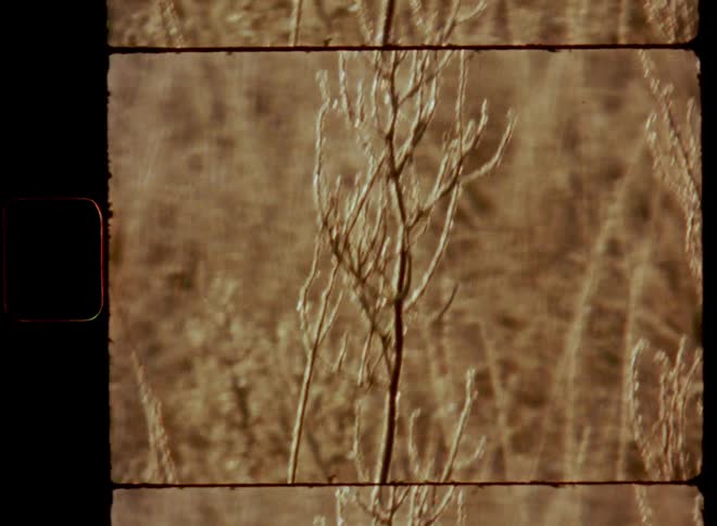 Close up view of a grassland area and the leafless frozen branches of a small bush or plant in warm golden sunlight on old Super-8 film with pale retro colors