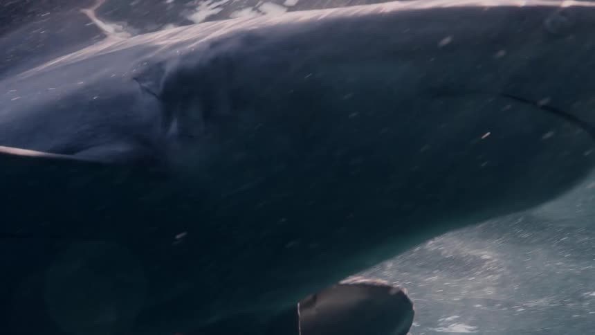 Several sharks and other fish swim quickly through the sea near the surface