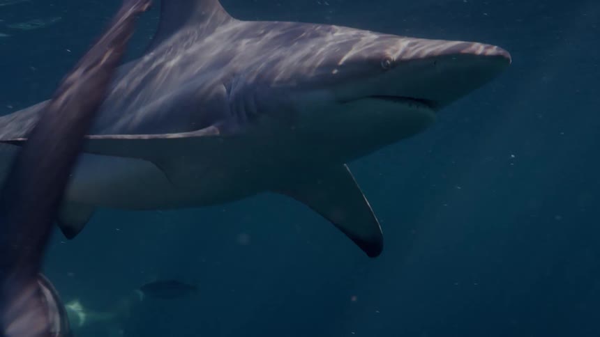 A trio of sharks smoothly glide through the ocean water on a sunny day