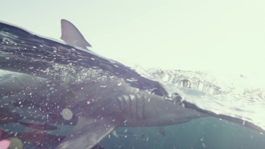 A shiver of sharks swimming underwater
