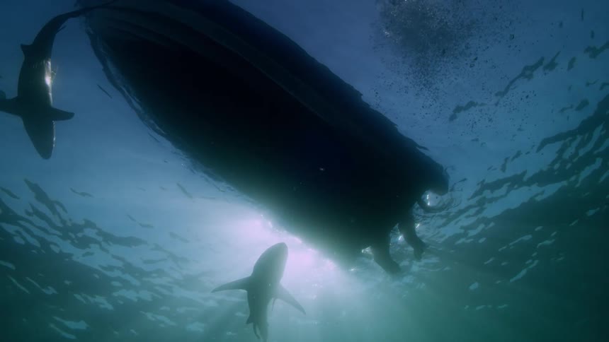 A boat shot from underneath with sharks circling