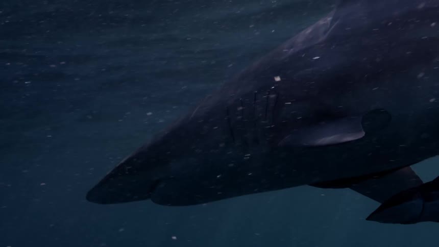 Sharks swim around underwater
