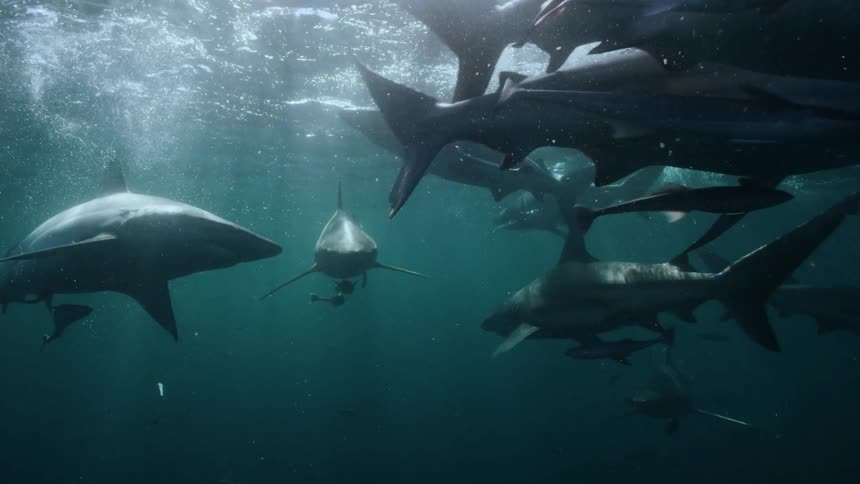 Sea animals are swimming under the ocean water