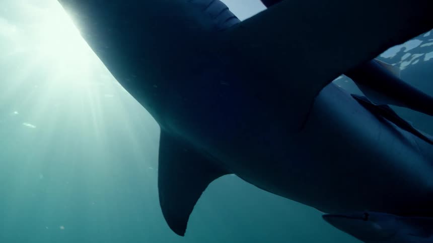 A large shark swimming near the surface of the ocean with other fish swimming alongside it as sun reflects through the surface