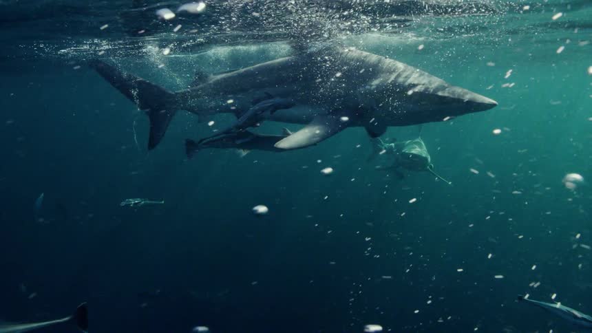 A shiver of sharks swimming in ocean
