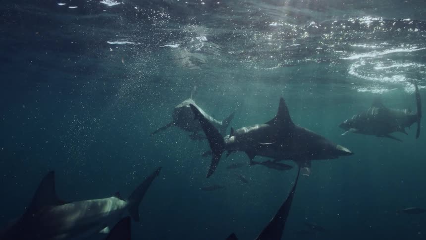 Sharks are circling other fish as sunlight shines on the water from above