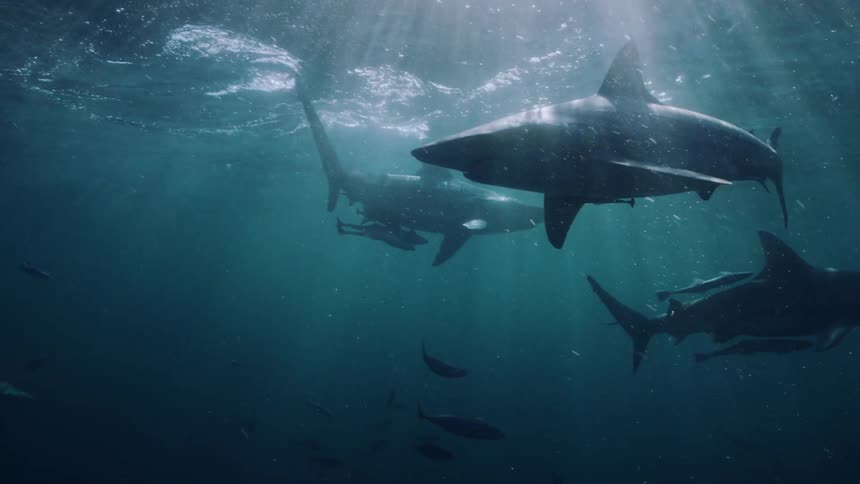 An aggregation of sharks swimming underwater in hunting mode